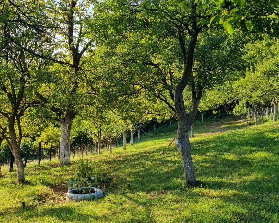 Ahatovići12